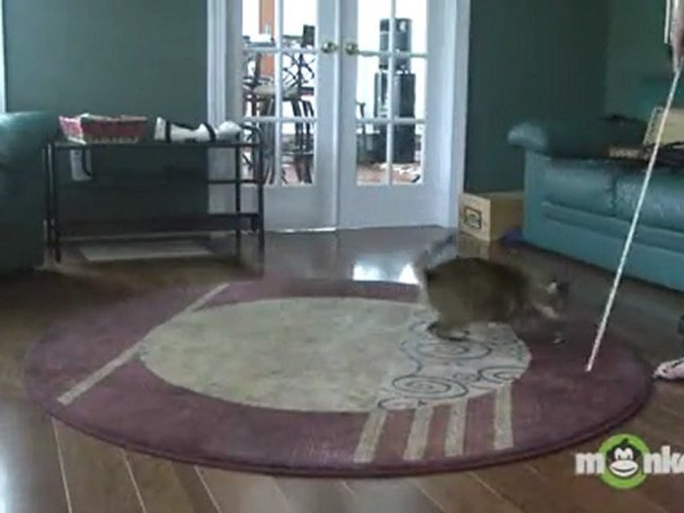 Preparing Your Cat for Agility Training