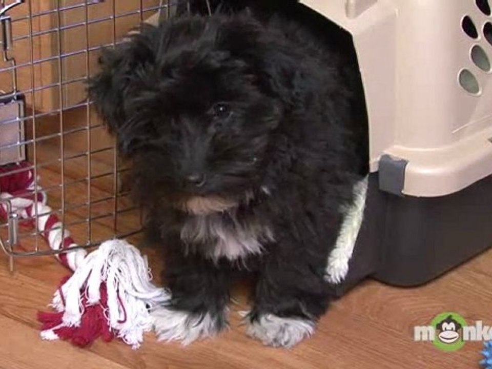 Puppy Care - Surviving Puppy's First Night