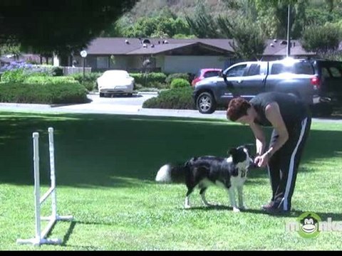 Dog Agility - Training your Dog to Work Away from You