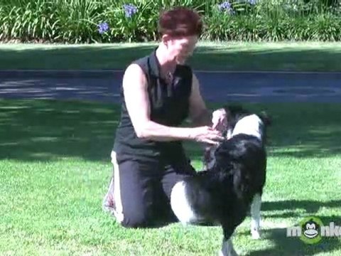 Dog Agility - Training your Dog with a Toy