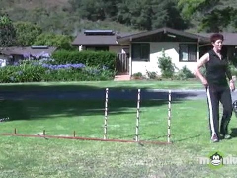 Dog Agility - Training your Dog to Weave