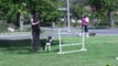 Dog Agility - Training your Dog Basic Jumping Skills