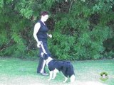 Dog Agility - Training your Dog a Release Word