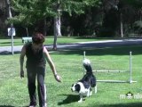 Dog Agility - Training your Dog to Stay at the Start Line