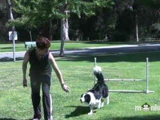 Dog Agility - Training your Dog to Stay at the Start Line