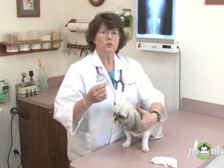 Dog Care - Eye Drops, Wash, and Ointments