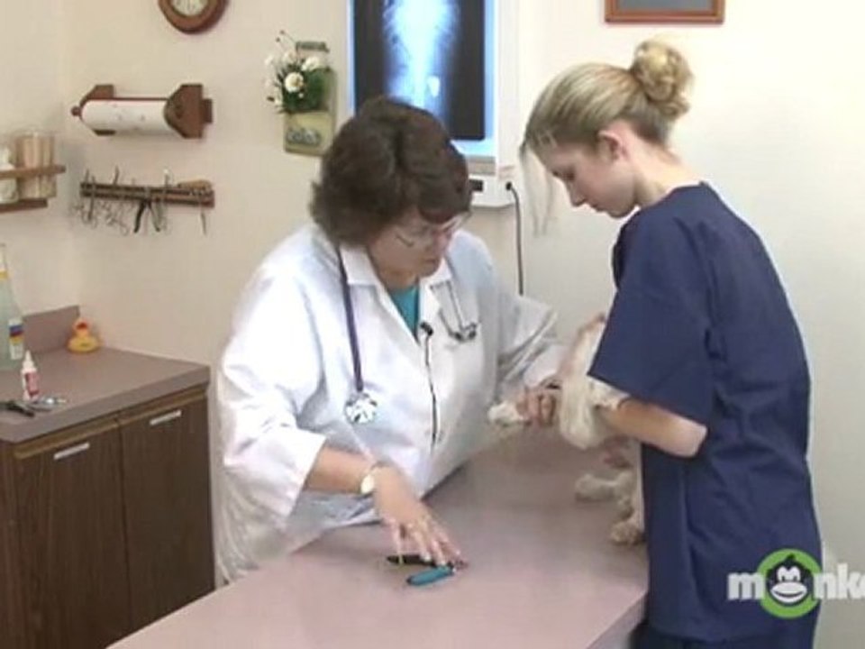 Dog Care - Trimming Nails