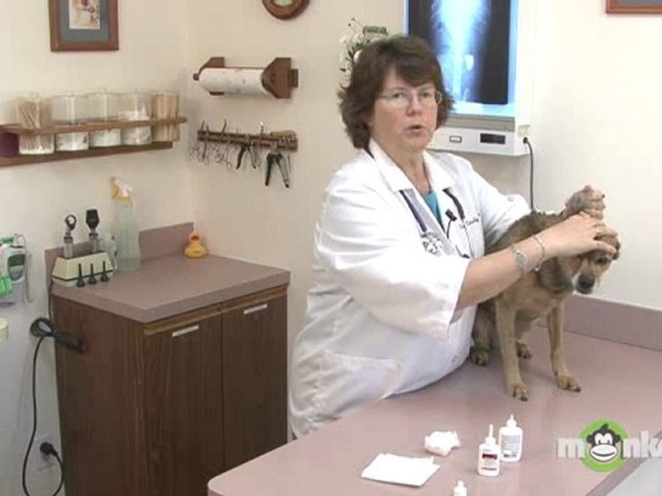 Dog Care - Ear Medication