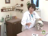 Dog Care - Checking for Ticks