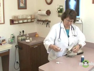 Cat Care - Giving Liquid Medication