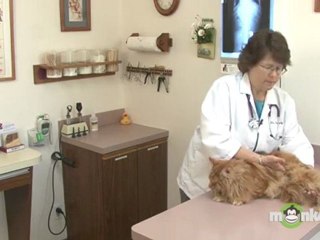 Cat Care - Giving a Basic Home Exam