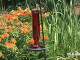 Attracting Birds - Keeping Your Feeders Clean