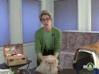 Getting Your Cat Ready to Show