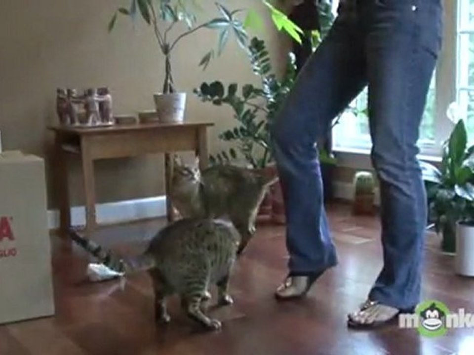 Cat Behavior 101