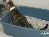 Cat Behavior - Litter Box Problems