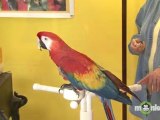 Parrot Training - Stepping on a Scale