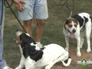 What are some of the things that adopters learn when going through the adoption process?