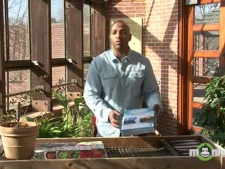 How To Start Tomato Seeds