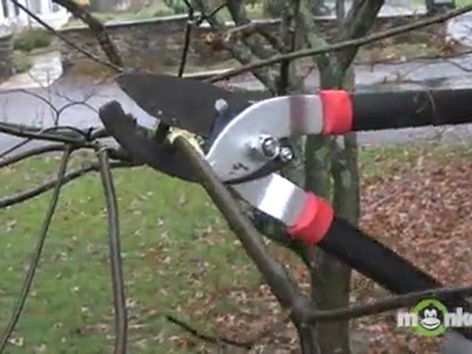 Storm Damage Pruning
