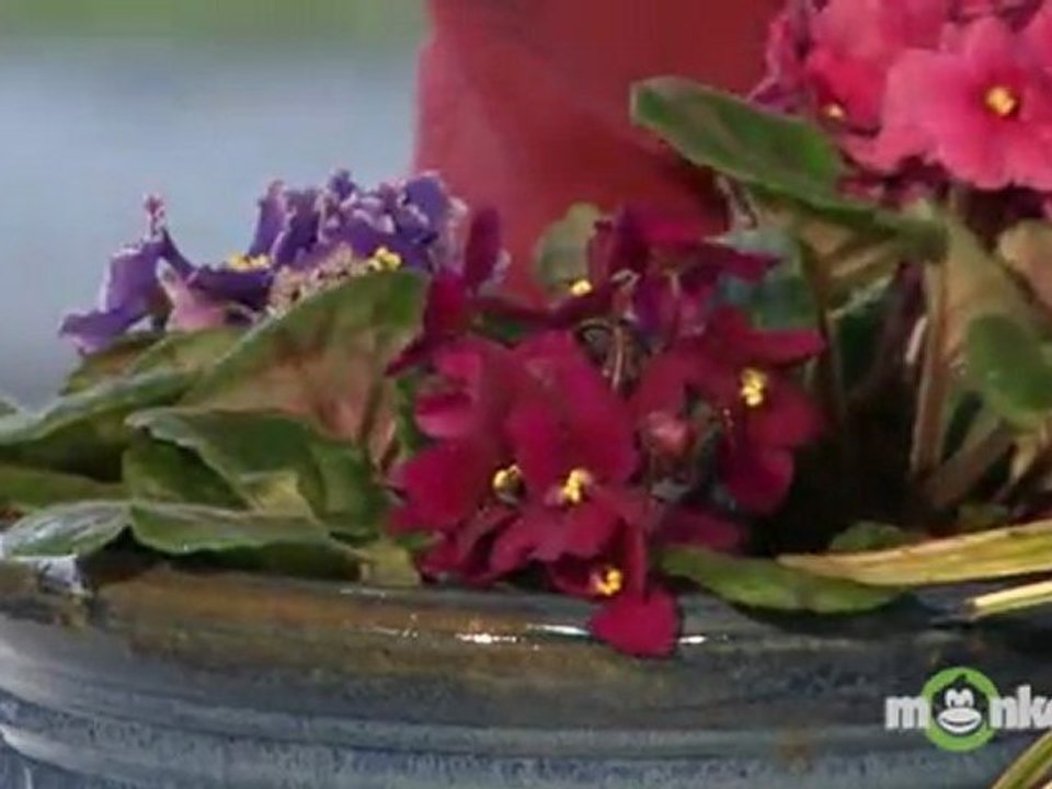 Preparing Container Plants for the Move Indoors