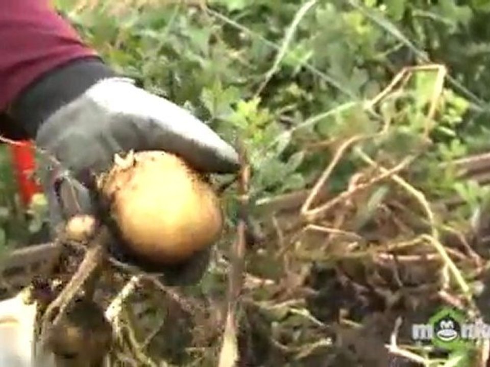 How To Harvest Root Crops