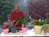 Caring For Winter Houseplants