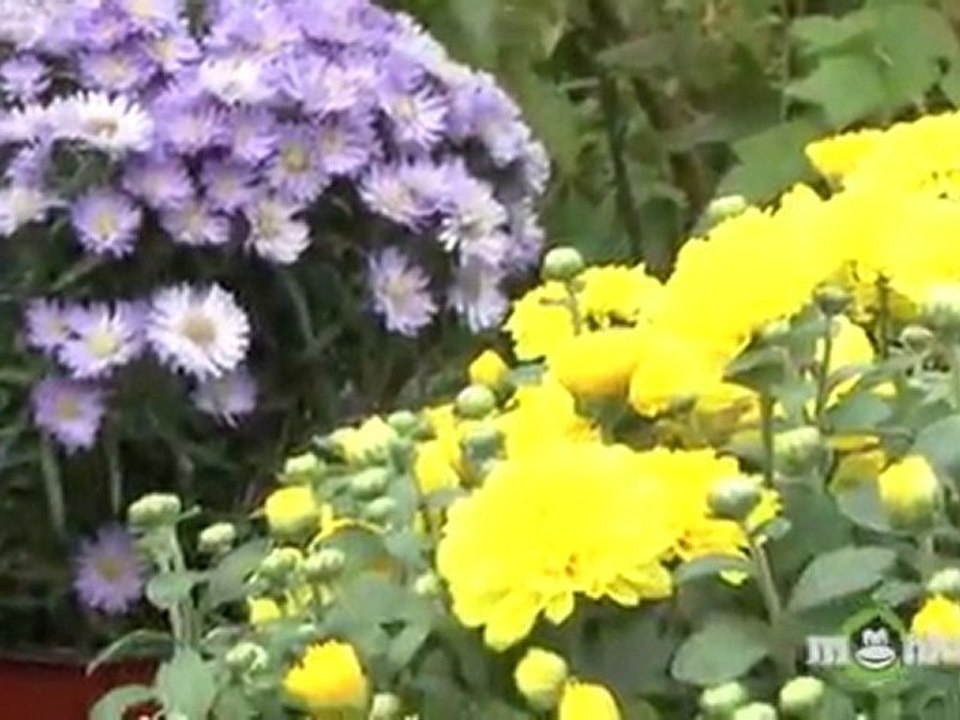 Planting Fall Perennials