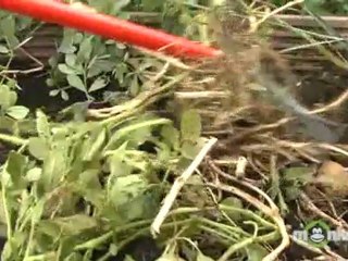 Planting Fall Vegetable Crops