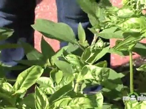 Herb Harvesting & Storing Tips