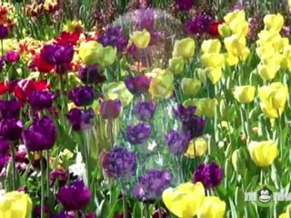 Funeral Video Tributes