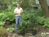 May Gardening Tips - Moving Houseplants Outside