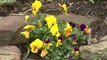 April Gardening Tips - Perennials, Annuals, Bulbs
