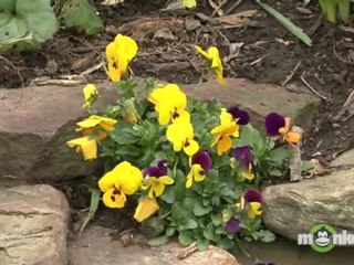 April Gardening Tips - Perennials, Annuals, Bulbs