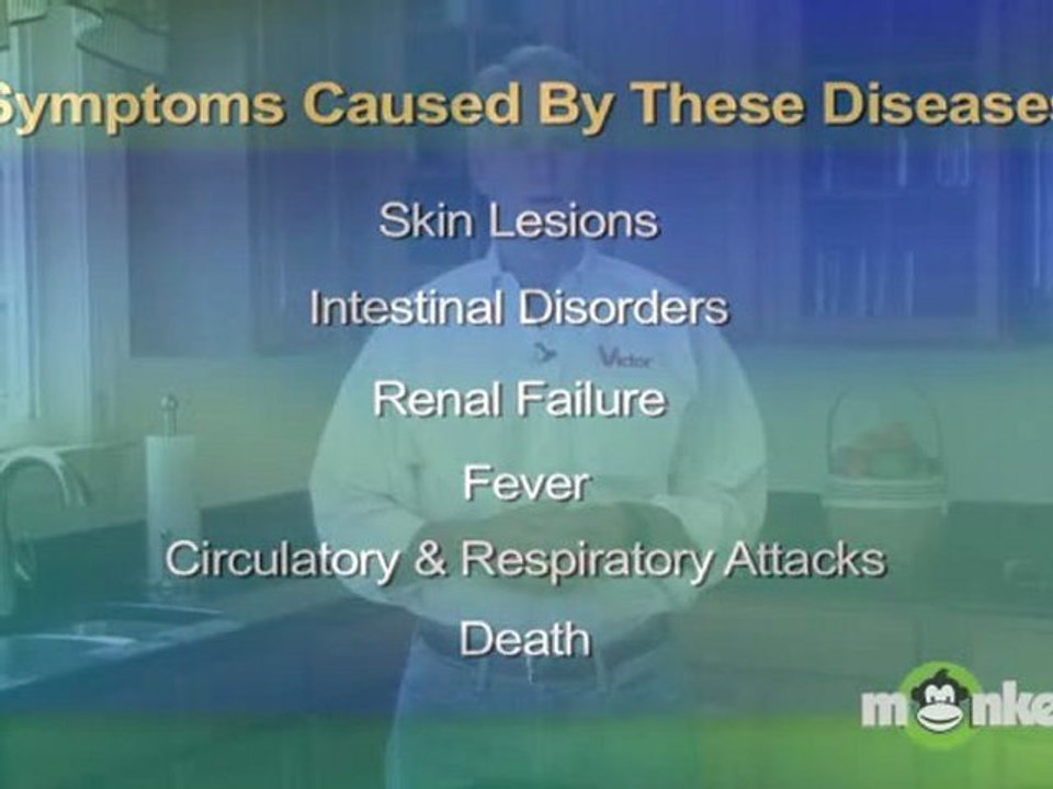 Rodent Control - Dangers of Rodents