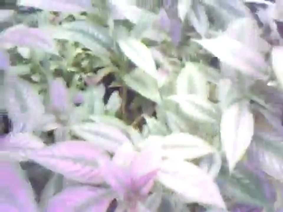 plantes d'amour