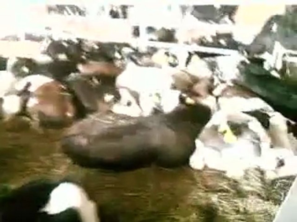 HAZER EMLAK 0546 851 6657 ESKİŞEHİR SATILIK ÇİFTLİK