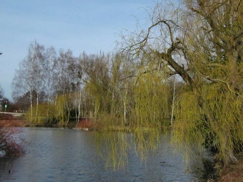 Staw wczesną wiosną