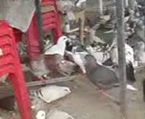 Şanlıurfa kuşçu kahvesi halepten gelen yeni kuşlar guvercinurfa.com