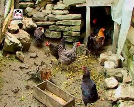 Azdavaylı Güldane Kemaneci Kemal ve Azdavaylı Ercan - Çiftetelli