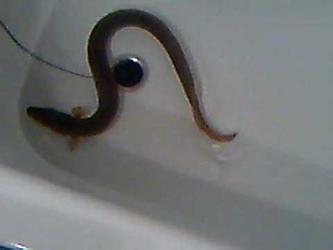 anguila- yilan baligi-3