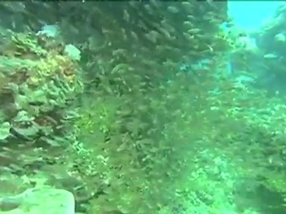 Street View der Meere: Virtuell abtauchen vor Great Barrier Reef