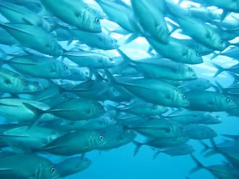 Banc de Carangues sur sable Liberty à Tulamben_Bali 2011
