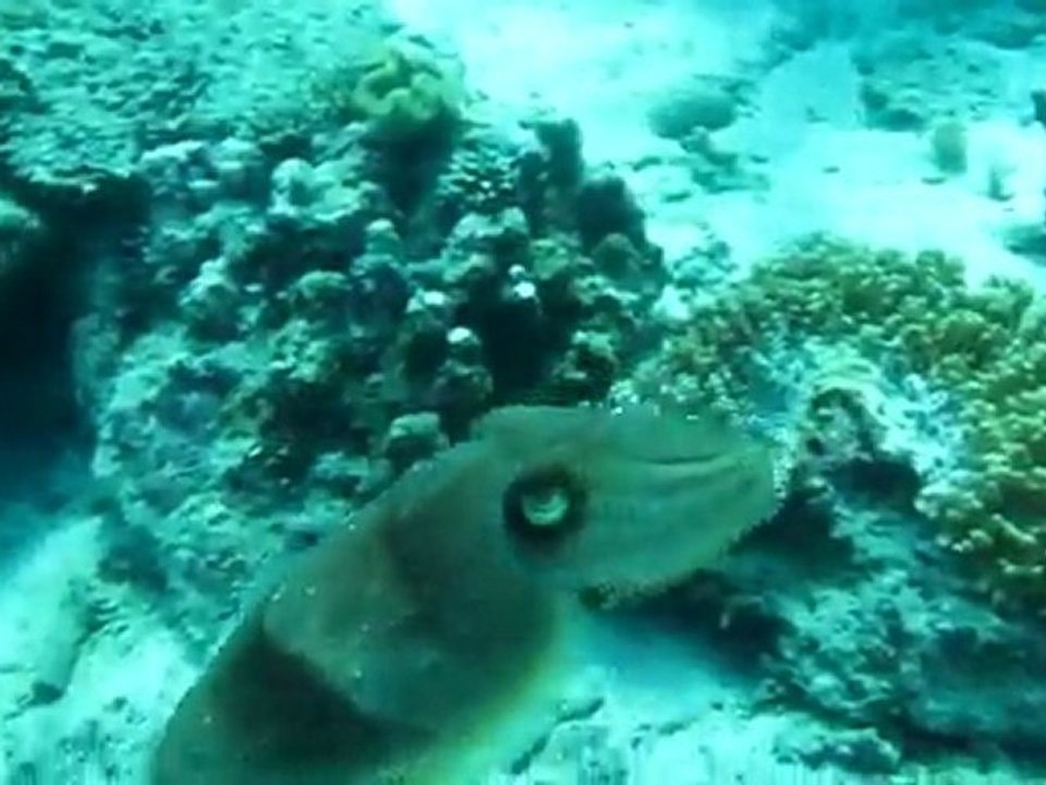 Seiche à Temple Padangbay_Bali 2011