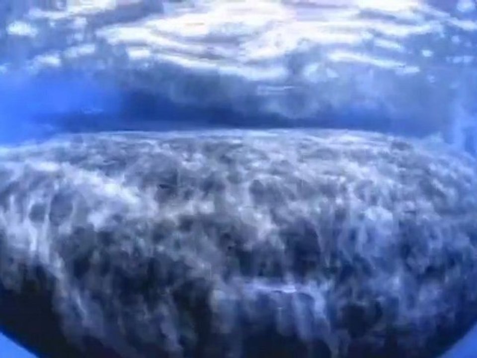 Le chant des baleines / documentaire