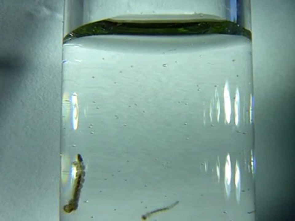 Respiration  larve  de moustique