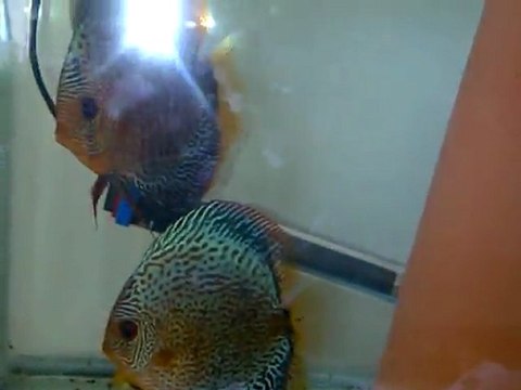 BSS Çiftler ve Yavruları 2