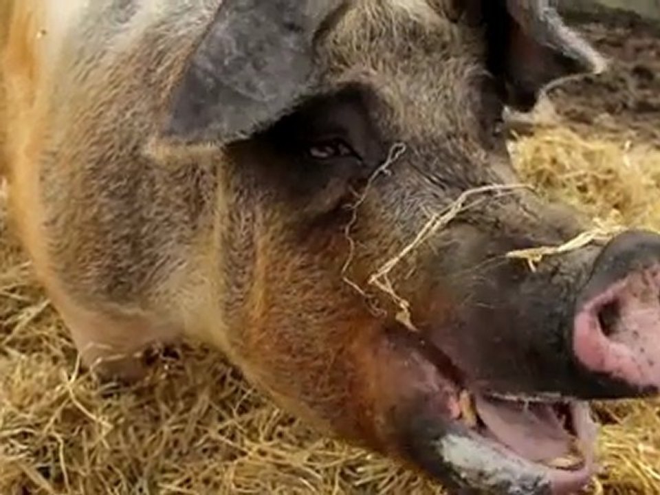 Introducing Google Translate for Animals