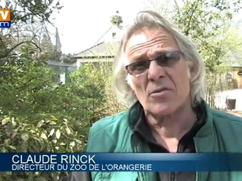 Strasbourg : polémique autour des cigognes trop bruyantes