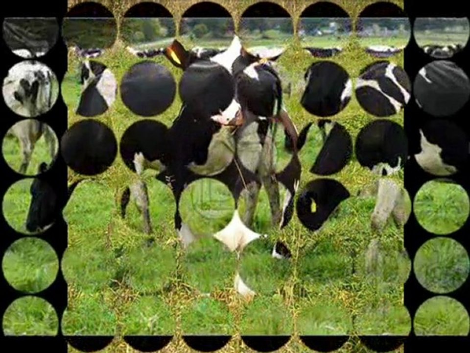 ithal hayvan simental damızlık KAYALAR DANIŞMANLIK