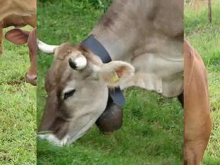 damızlık ithal hayvan simental KAYALAR DANIŞMANLIK